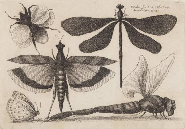 Václav Hollar ve službách anglické šlechty