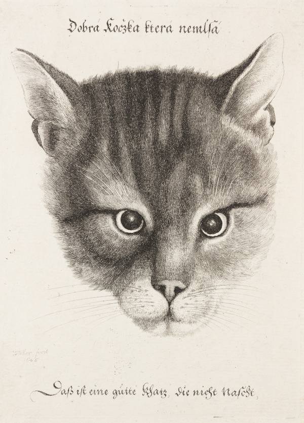 Dobrá kočka i ta proradná. Kočky v grafice 16. až 18. století