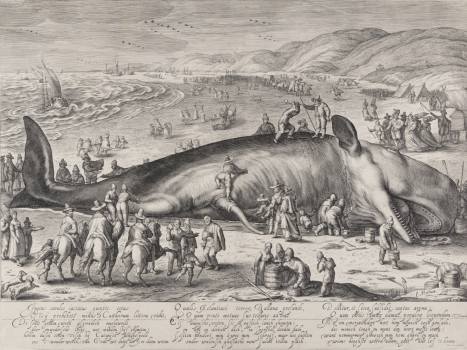 Jacob Matham after Hendrick Goltzius, The Beached Sperm Whale near Berkhey, 1598, NGP