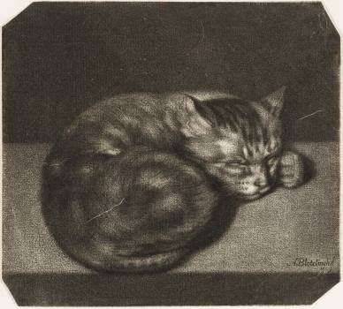 Abraham Blooteling, Spící kotě, ca 1670 až 1690, mezzotinta
