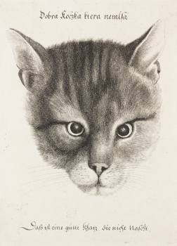 Wenceslaus Hollar, Head of a Cat (A Good Cat is Not Greedy), 1646