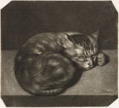 Abraham Blooteling, Sleeping Kitten, ca 1670 to 1690, mezzotint