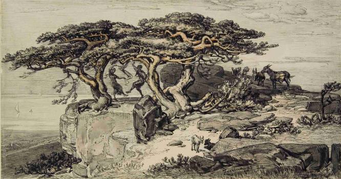 Skály nad mořem (Ve stínu borovic), 1874